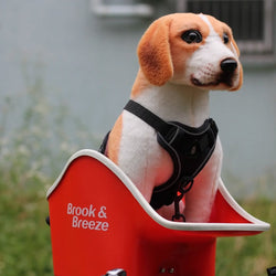 Canine Copilot PHOTO COLLECTION