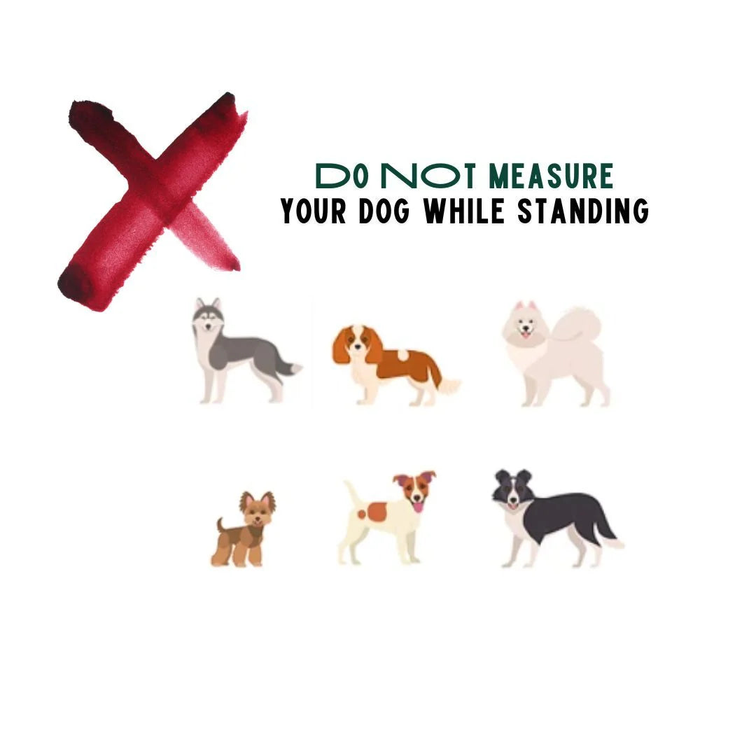 **犬を立たせた状態で測らないでください**